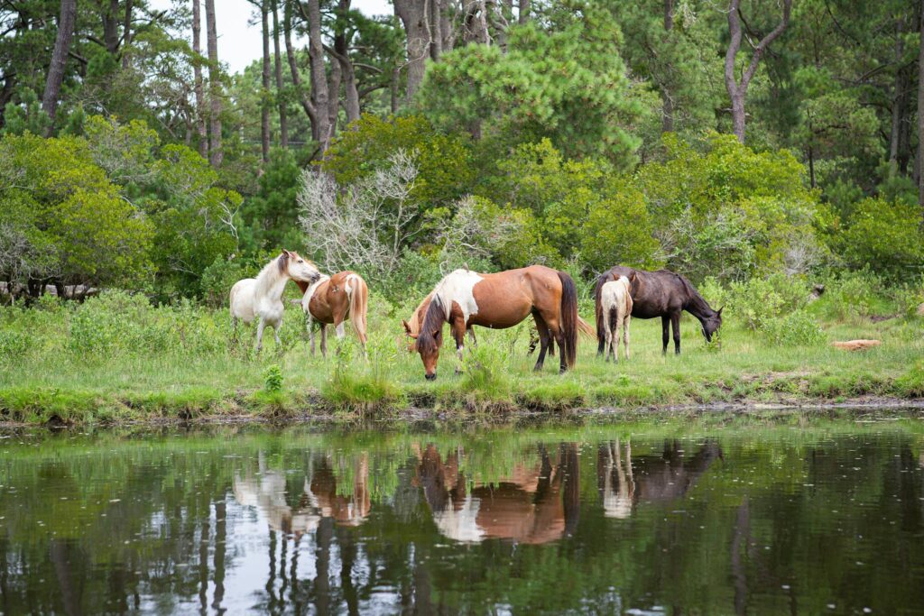 A serene scene of wild horses grazing by a lake in Chincoteague, VA, surrounded by lush greenery.