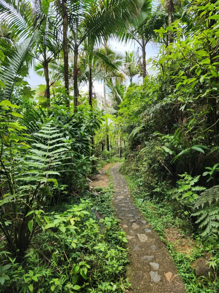 A tranquil stone path winds through vibrant greenery in a tropical rainforest, capturing nature's beauty.