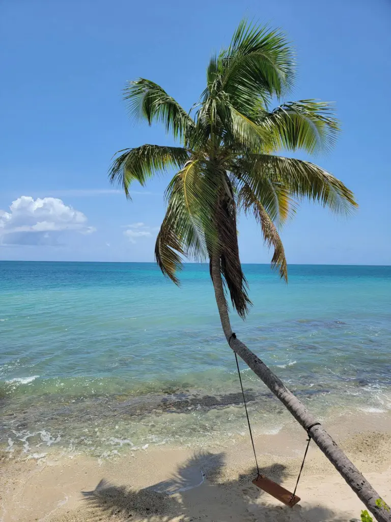 Relax by a tropical beach with a swinging palm tree under a clear blue sky in Vieques, Puerto Rico.