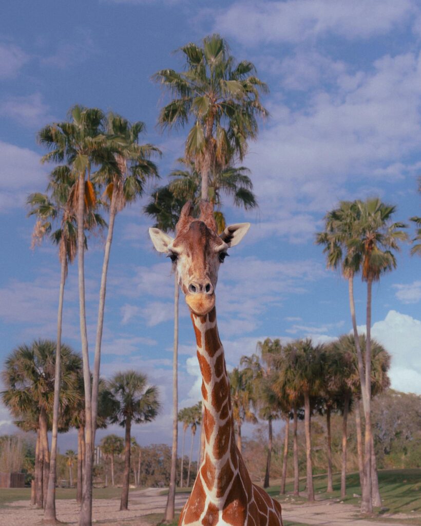 A majestic giraffe stands among palm trees in a sunny zoo setting in Tampa, Florida.