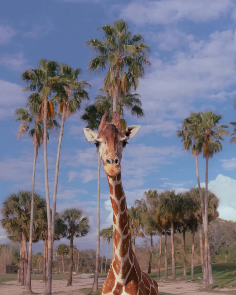 A majestic giraffe stands among palm trees in a sunny zoo setting in Tampa, Florida.